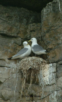Image from EUNIS Database photo collection regarding Species, Habitat types and Sites